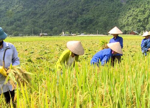 Nằm mơ thấy gạo đánh con gì? giải mã giấc mơ thấy gạo đánh số mấy?